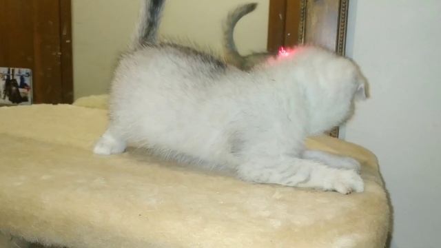 плюшевая вислоухая шотландская кошечка 2 месяца глазки по возрасту изумруд смотреть онлайн