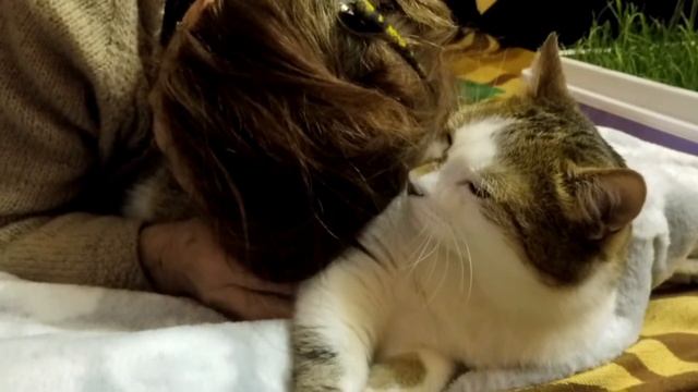 Няшные кошачьи ласки)