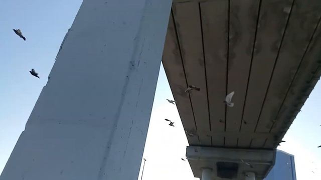 Голуби на набережной Енисея в Красноярске