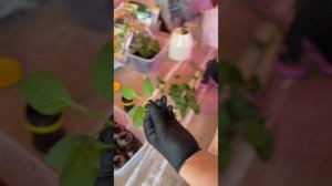 Черенкование петунии: шаг за шагом 🌿