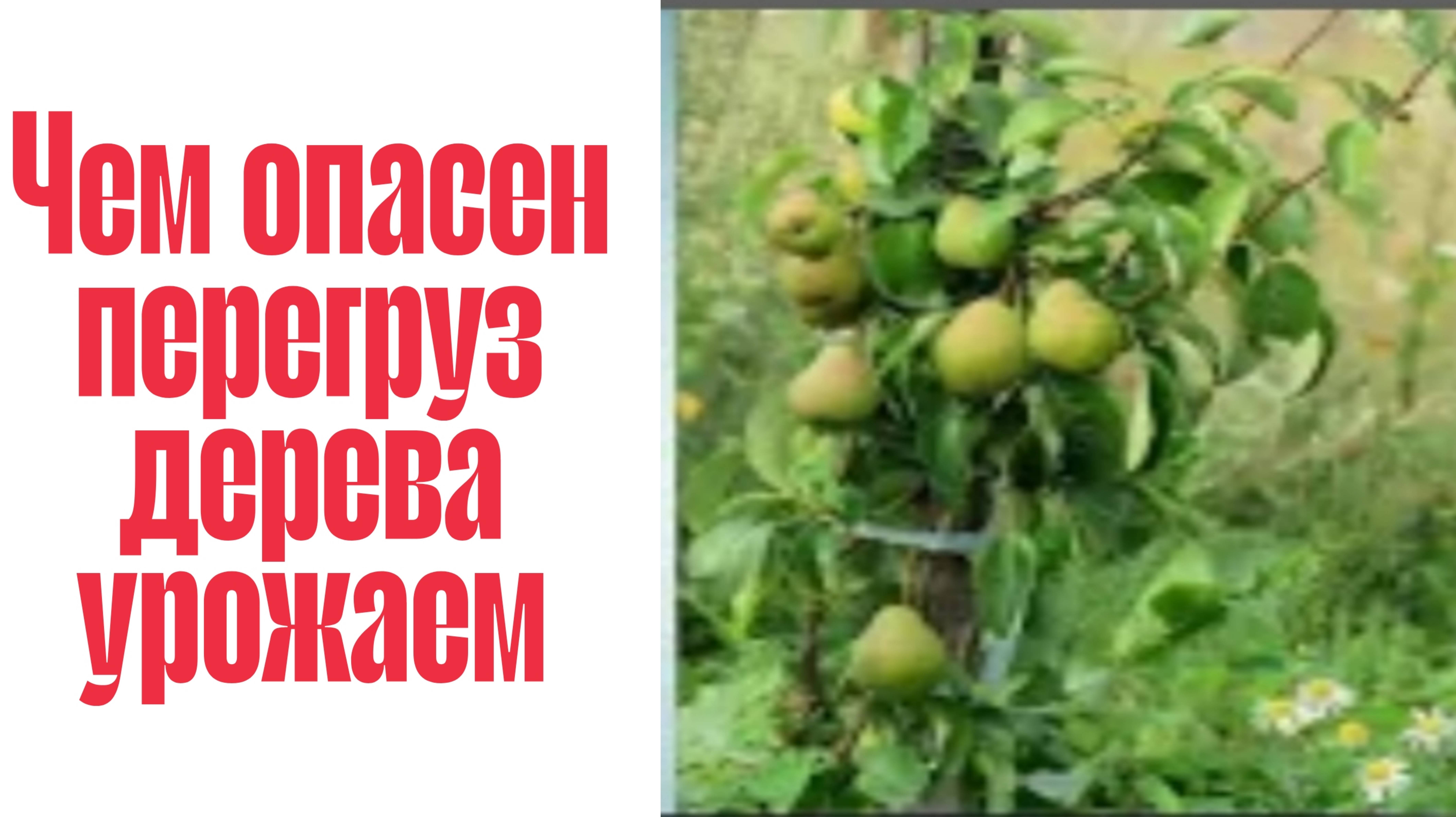 ЧЕМ ОПАСЕН ПЕРЕГРУЗ УРОЖАЕМ МОЛОДОГО ДЕРЕВА смотреть онлайн