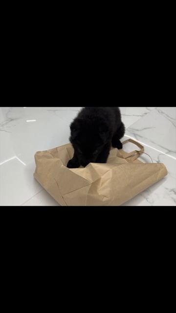 Щенок немецкой овчарки и пакет смотреть онлайн