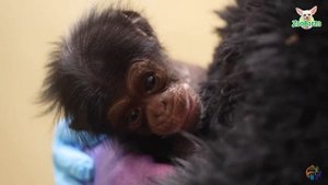 HUGE Baby News! Baby Chimp!