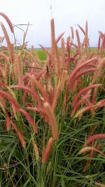 Reed grass #nature смотреть онлайн