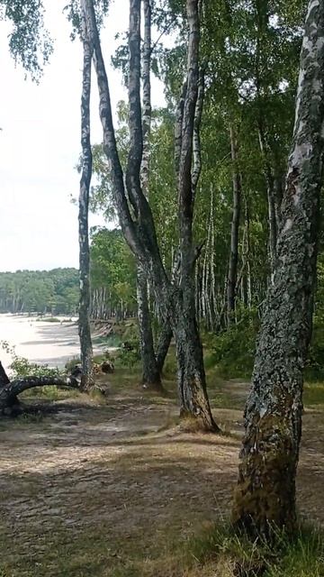 Бухта в Куликово. Лучшие пляжи Балтийского моря.
