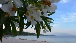 Саксофон Михаил Бондарь "Yesterday"