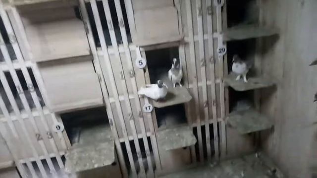 Головастики молодые... смотреть онлайн