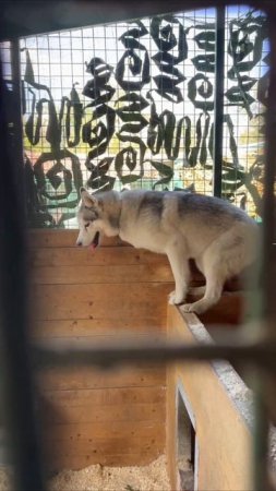 А что если завести собаку?.. 🐶 #собаки
