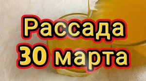 Рассада 31 марта, огурцы выпустили завязь, сухоцветы хорошо всходят