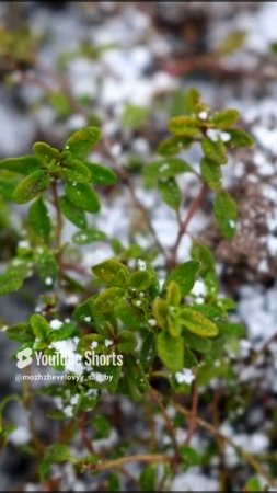 ОДНА ИЗ ВЕЧНОЗЕЛЁНЫХ ПРЯНЫХ ТРАВ В МОЁМ ЛЕКАРСТВЕННОМ ОГОРОДИКЕ🌿