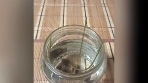 Как вырастить лотосы?