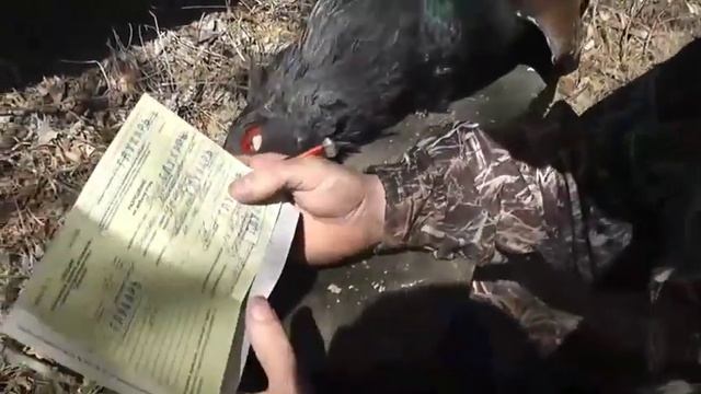 Глухариная Охота ( Capercaillie hunting ) смотреть онлайн