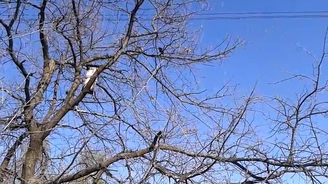 Гул смотреть онлайн