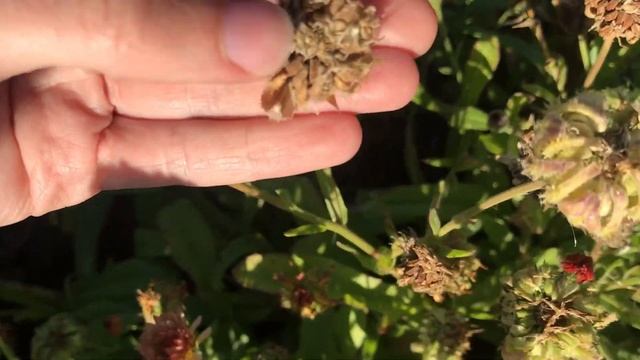 My August Cut Flower Garden Tour смотреть онлайн