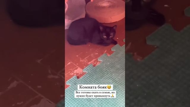 Комната здоровых кошечек бояшек-стесняшек🥰❤️ Им просто необходимо тепло любящего человека ❤️ смотреть онлайн