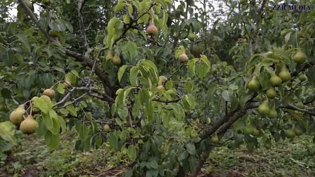 Ашуг Айдун & гр Мубарак / На свадьбе / Живой звук смотреть онлайн