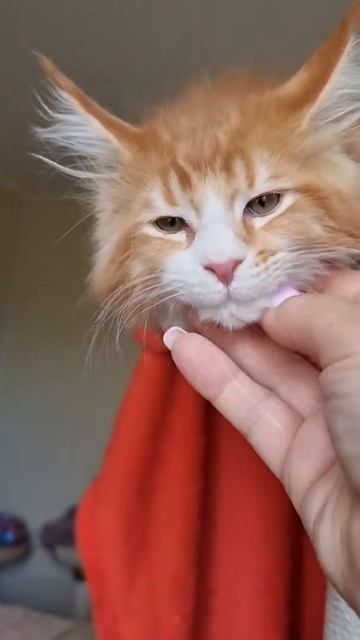 котёнок мейн кун из питомника Страна Гулливеров,  gulliver-coon.ru