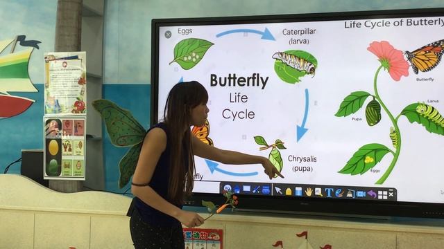 Butterfly life Cycle :Kinder E-learning Science Lesson смотреть онлайн