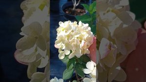 Метельчатая гортензия Пантера, серия Пан.