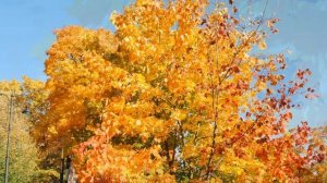 Леонид Левашкевич. Осень