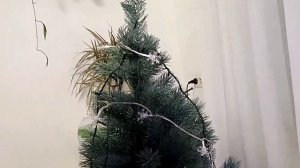 Свозили Мусю в ветклинику. А я всё проспала...