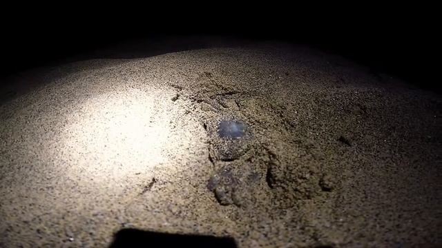 Crab digging into the ground смотреть онлайн