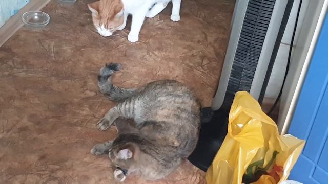 Рыся и Викуся следующие чистят зубы😽😸 30.08.23 смотреть онлайн