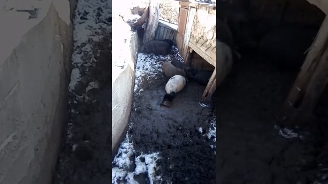 Мои свинки. Содержание стада свиней