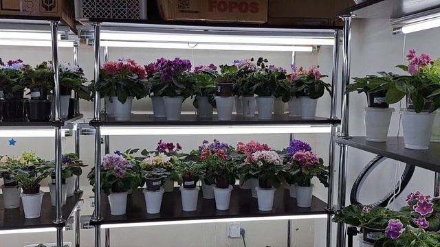 Основные принципы УСПЕШНОГО выращивания ФИАЛОК