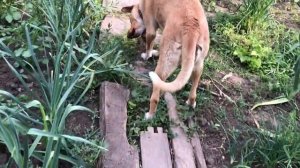 Зацвела хурма.Профилактическое опрыскивание томатов и картофеля.