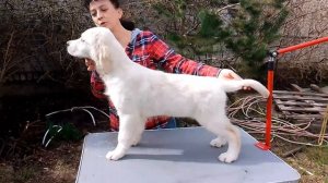 Щенок золотистого ретривера.Девочка.