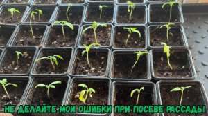Не делайте мои ошибки при посеве рассады