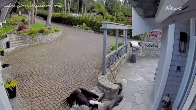 Breast-feeding mum saves goose from eagle смотреть онлайн