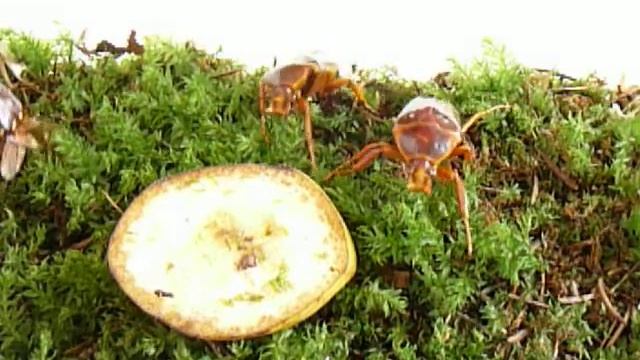 Stephanorrhina adelpha adelpha смотреть онлайн