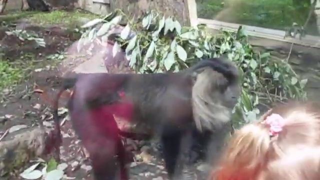 В Ленинградском зоопарке смотреть онлайн