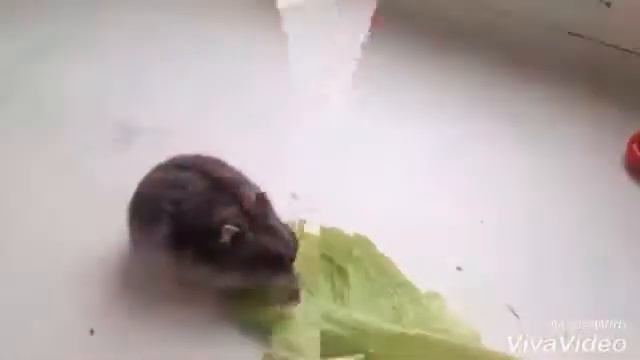 Валерака мило кушает) смотреть онлайн