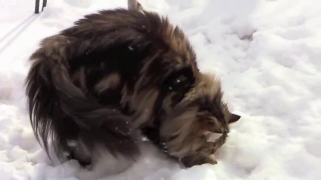 Суровая сибирская братва развлекается. смотреть онлайн