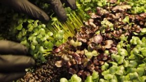 ФИТОЛАМПА / СРАВНЕНИЕ СВЕТИЛЬНИКОВ 45 Вт и 90 Вт / МИКРОЗЕЛЕНЬ