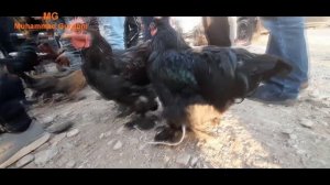 Молбозори Ёвон 08.11.2020с нархи моли майда ва парандахо