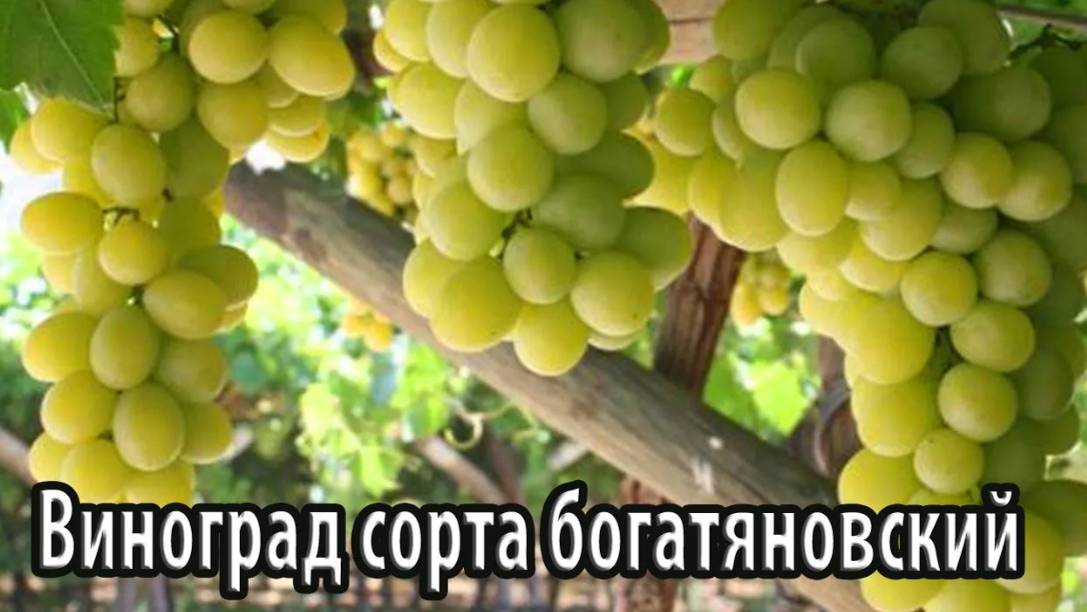 Виноград сорта богатяновский особенности выращивания и ухода