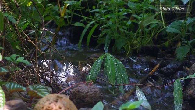 Peaceful Forest Creek Water Sounds for Sleep, Meditation, Stress Relief (Relaxation and Sleep Aid) смотреть онлайн