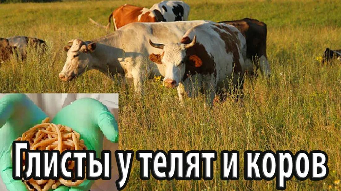 Глисты у телят и коров снижение продуктивности всего стада