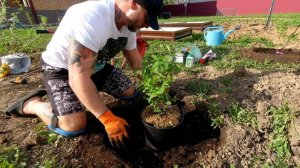 Весенняя посадка ЖИМОЛОСТИ! Три правила успешного урожая!