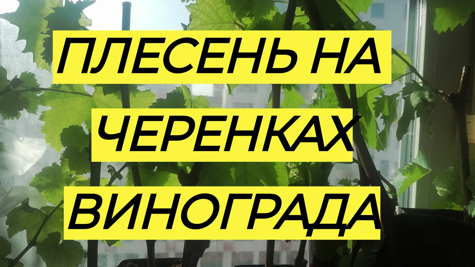 Появление плесени на черенках винограда и как с ней бороться. смотреть онлайн