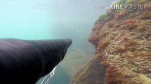Подводная охота на дамбе КЕППЕЛ KZ. Охота с напарником