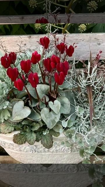 Cyclamen# #flowergarden #season #garden #flowers #plants #homeflower #homedecor #cyclamen смотреть онлайн