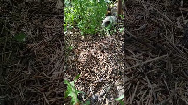 День рождения муравейника. 1 год спустя. смотреть онлайн