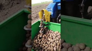 Картофелесажалка двух рядная на тракторе т 40