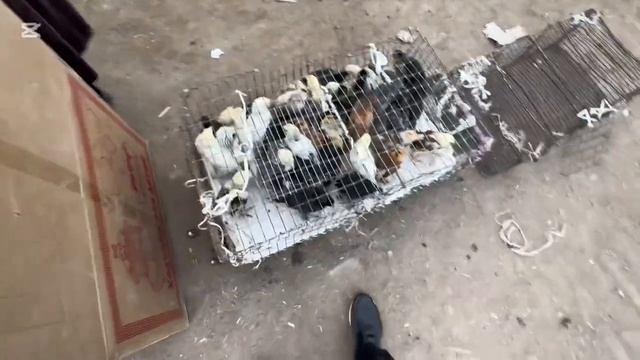 хазорасп паранда бозори нархлари