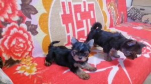 Йорко детки